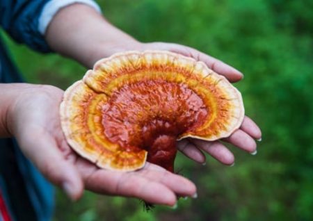 Cendawan Lingzhi (Reishi) 